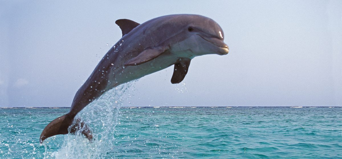 Comme un poisson dans l’eau